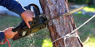 Best Firewood Processing and Delivery  in Panama City, FL