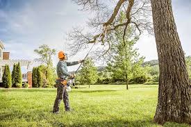 Best Tree Removal  in Panama City, FL