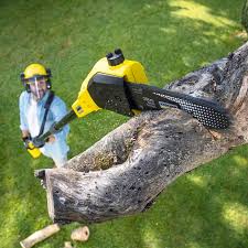Best Stump Grinding and Removal  in Panama City, FL