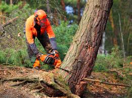 Best Emergency Tree Removal  in Panama City, FL