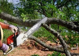 Best Lot and Land Clearing  in Panama City, FL