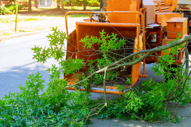 Best Tree Preservation Services  in Panama City, FL