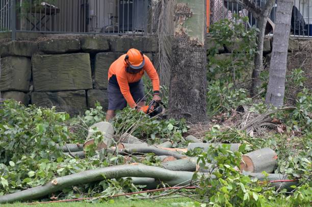 Best Tree Maintenance Programs  in Panama City, FL