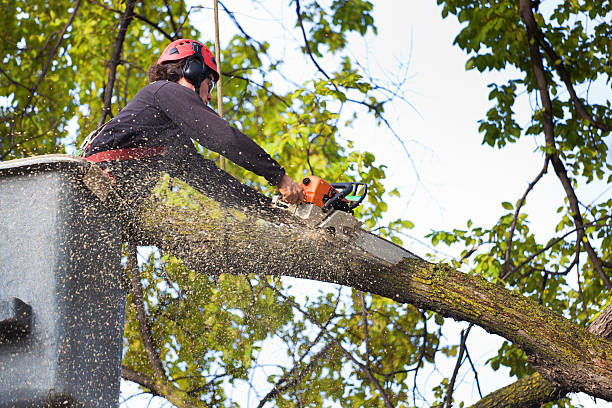Best Hazardous Tree Removal  in Panama City, FL