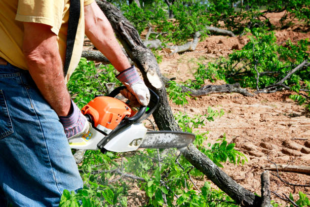 How Our Tree Care Process Works  in  Panama City, FL